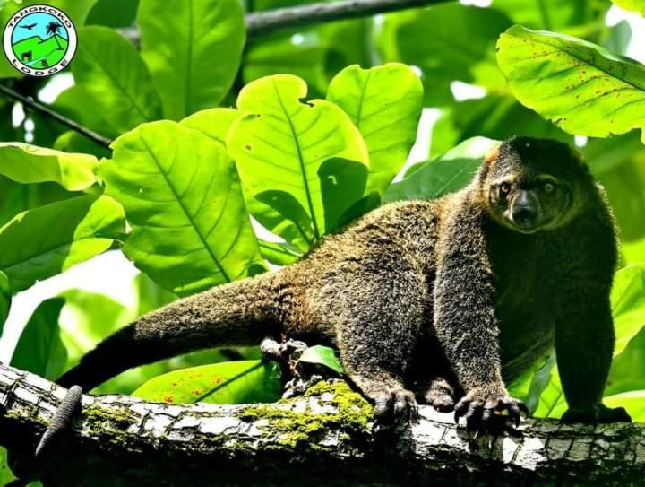Tangkoko Lodge Bitung Luaran gambar