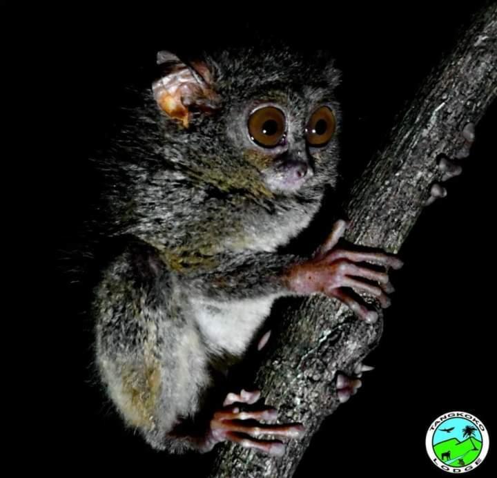 Tangkoko Lodge Bitung Luaran gambar