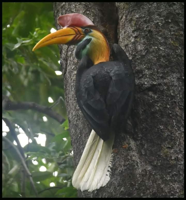 Tangkoko Lodge Bitung Luaran gambar